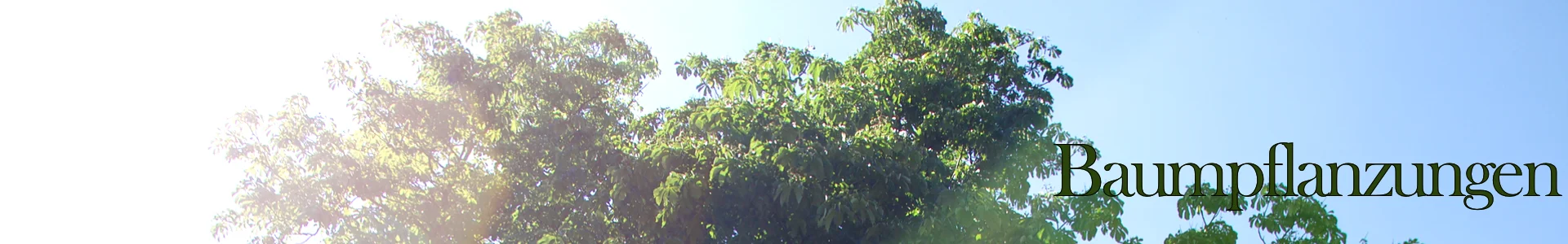 Header_Baumpflanzungen2