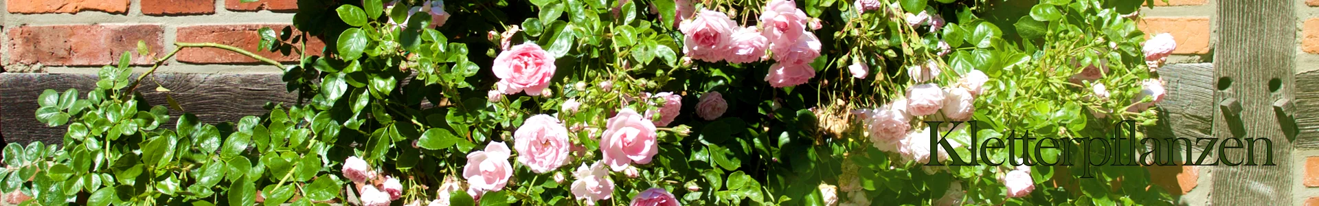 Header_Kletterpflanzen