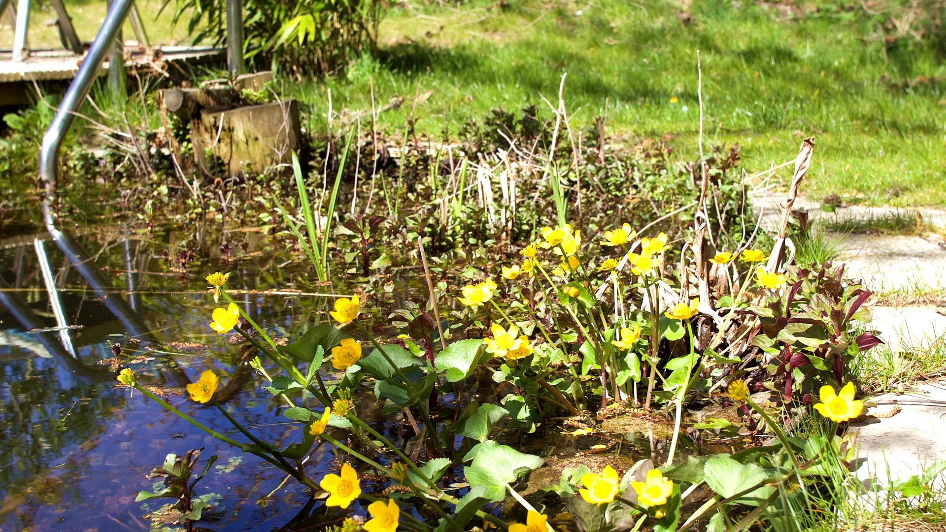 Teichpflanzen im Gartenteich Gärtner Robert Mennen in Lüneburg