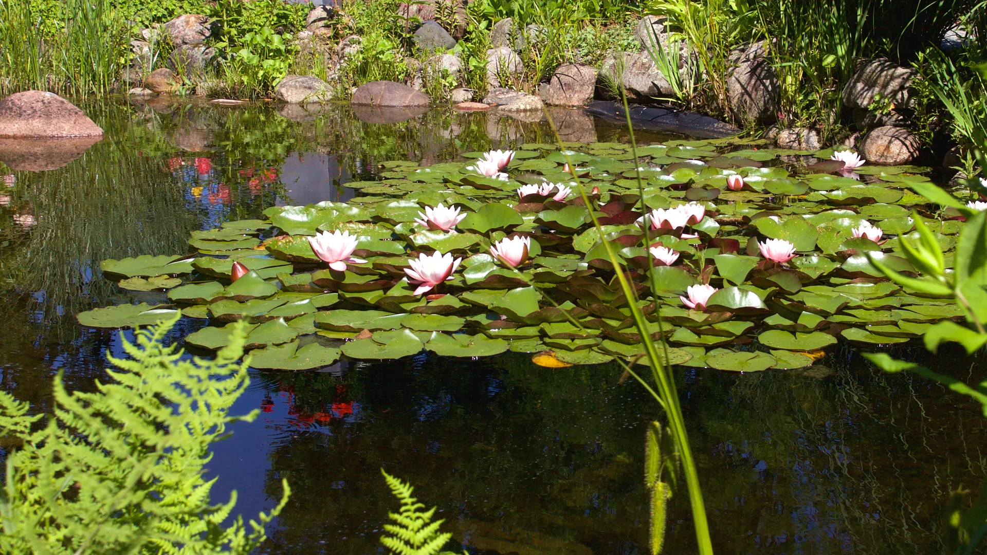 Seerosen im Teich in Mechtersen - Gärtner Robert Mennen