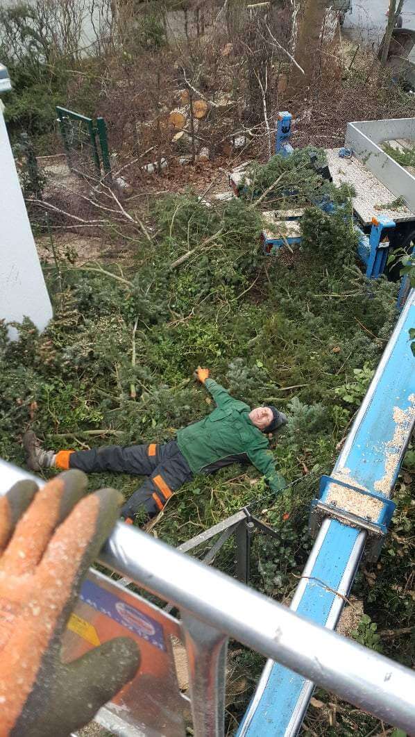 Robert Mennen fällt Baum im Garten