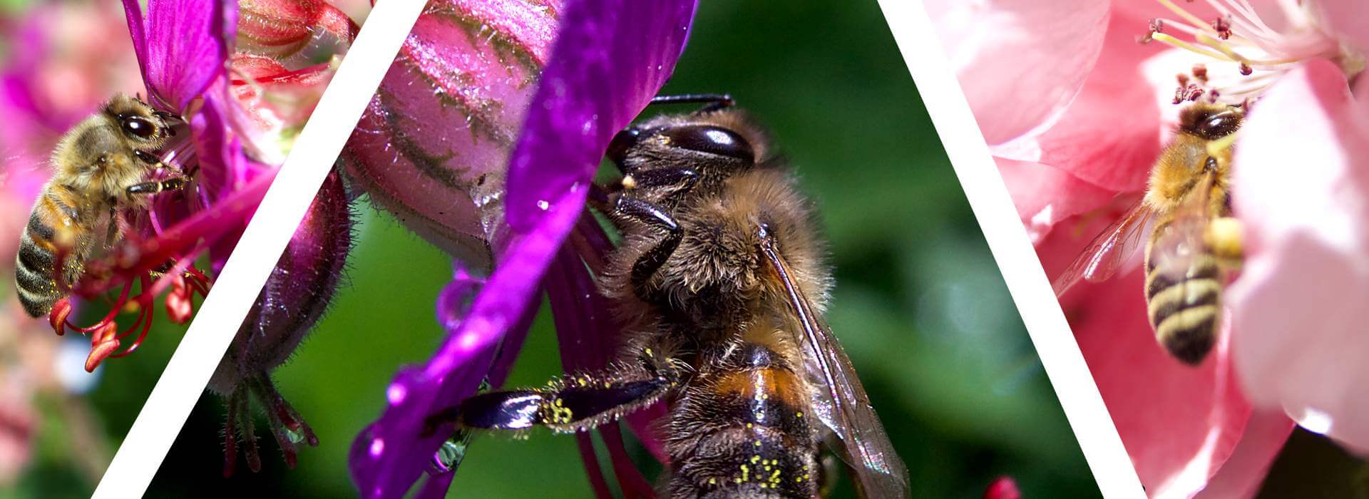 Bienenfreundlicher-Garten Biene an Blüte