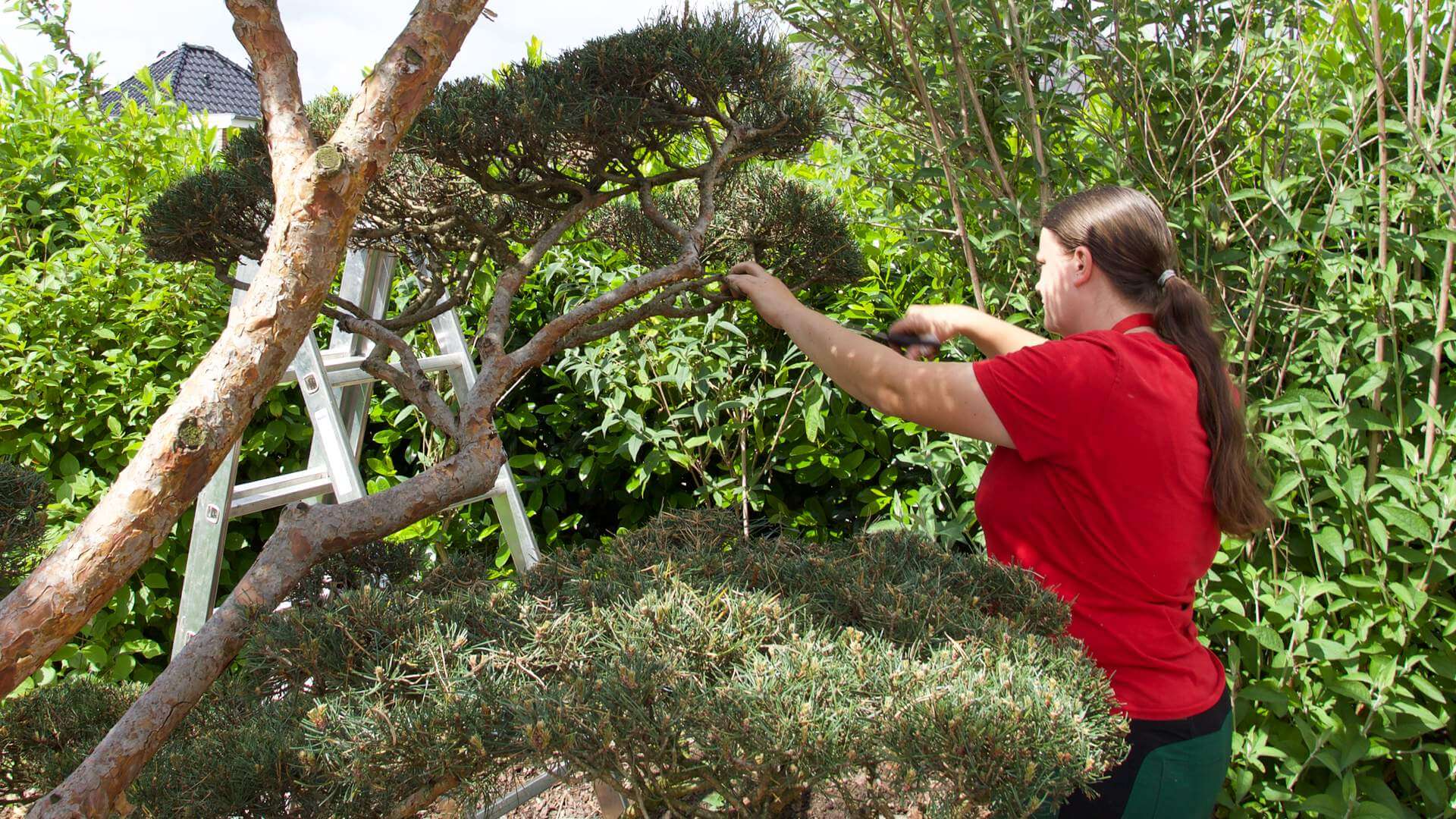 Gärtnerin schneidet Sträucher bei der Gartenpflege