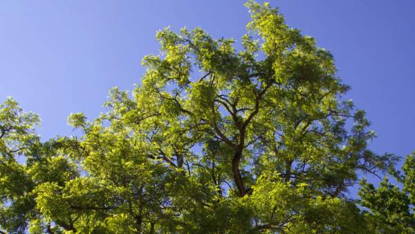 Laub Baum im Sommer