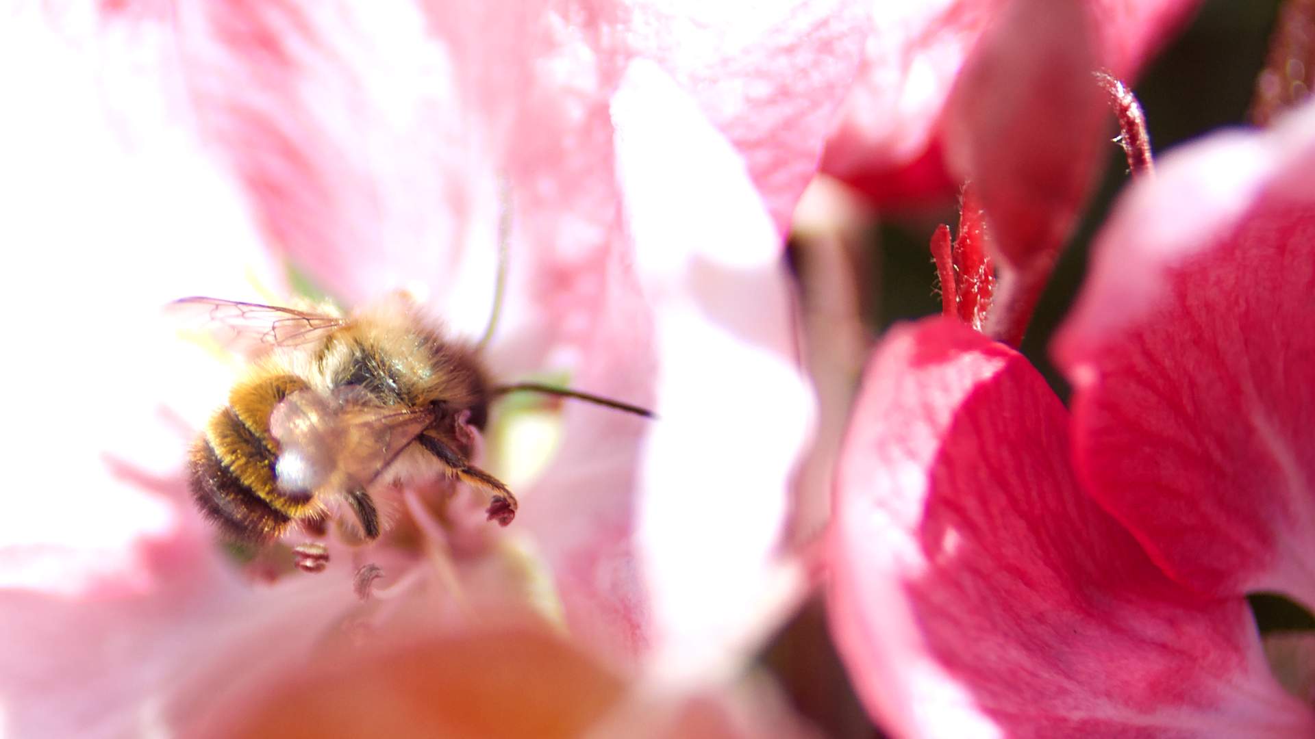 Biene in hellen Sonnenschein an einer Blüte
